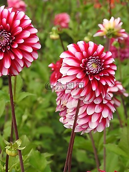 鮮花,夏季花卉,花園