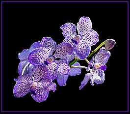 蘭花,開花,花