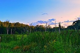 原野,日落,樹