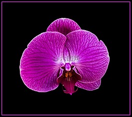 蘭花,開花,紫