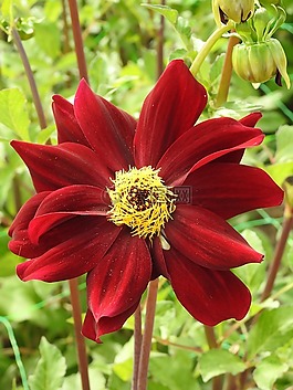 花園,花,夏季花卉