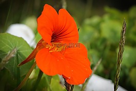 花,橙色,食用