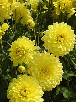 花園,花,夏天花