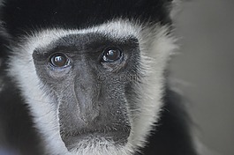 猴子,靈長(zhǎng)類動(dòng)物,動(dòng)物園