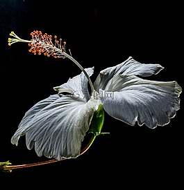 芙蓉,開花,花