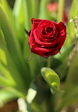 粉色,花,紅色