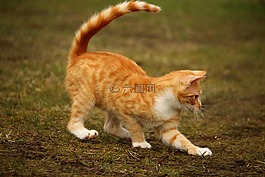 猫,红猫,小猫