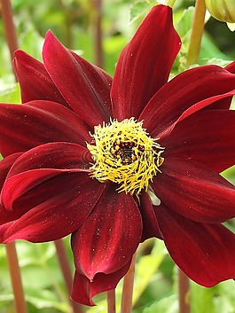 花園,花,夏天花