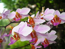 鮮花,蘭花,粉紅色