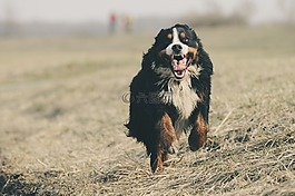 bernese 山狗,伯納千年,瑞士