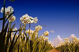 納西斯 ·,花卉,春天