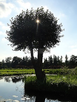 樹,溪,波蘭