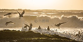 海,海洋,水