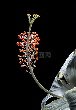 芙蓉,開(kāi)花,花
