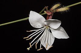 白色的花,鮮花,野花