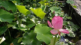 盆地,水生植物,蓮花