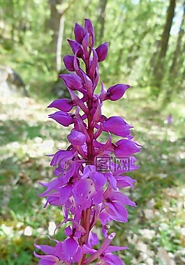 鮮花,性質(zhì),宏