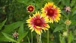 blanketflower,gaillardia,黄色