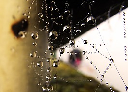 web,水滴,珍珠