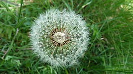 蒲公英,白鷺的蒲公英,鮮花
