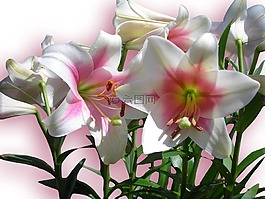 百合花,鮮花,粉紅色