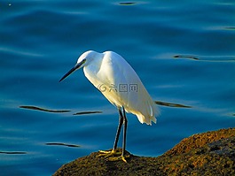 鳥(niǎo),海,性質(zhì)
