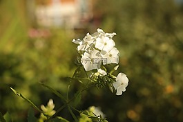 花卉,性質(zhì),植物
