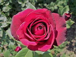 玫瑰,花園,花卉