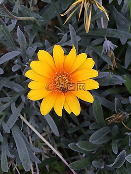 自然,花,花園