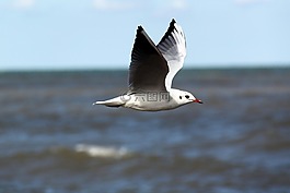 海,水,鳥