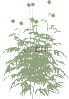 植物,性質(zhì),綠色