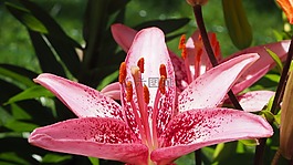 虎百合,粉紅色,虎