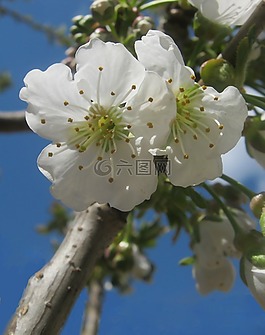 櫻花,白,春天