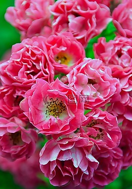 花卉,植物,性質(zhì)