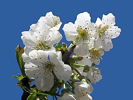 櫻花,孤立,藍(lán)色