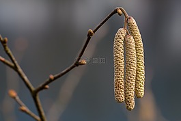 榛綻放,早布盧默,榛子