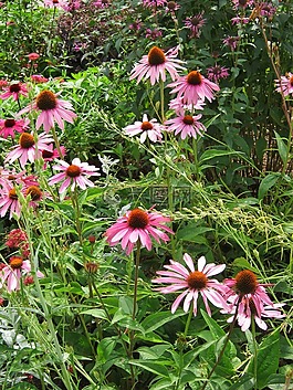 松果菊,鮮花,blütenmeer