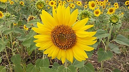 花,黄,向日葵