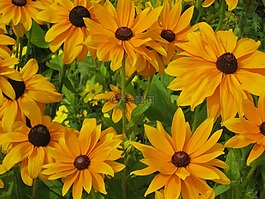 向日葵,鮮花,blütenmeer