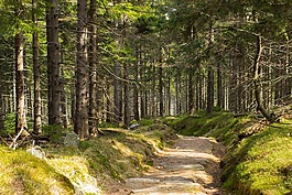 森林,森林孤独,徒步旅行