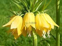 桔梗,花,性質(zhì)