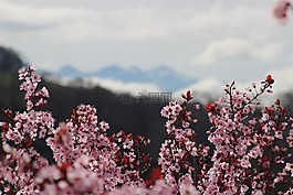 鮮花,春天,樹