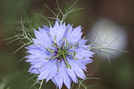 矢車(chē)菊,紫,開(kāi)花