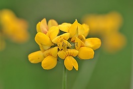 花,開花,廠