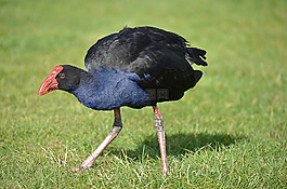 鳥,新西蘭,pukeko