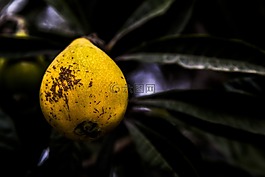 水果,植物,模糊