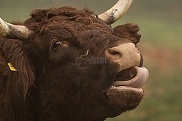 哺乳動物,牛,動物