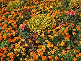 鲜花,blütenmeer,床