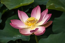 莲花,开花,水花卉