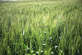麥田,收獲,青麥
